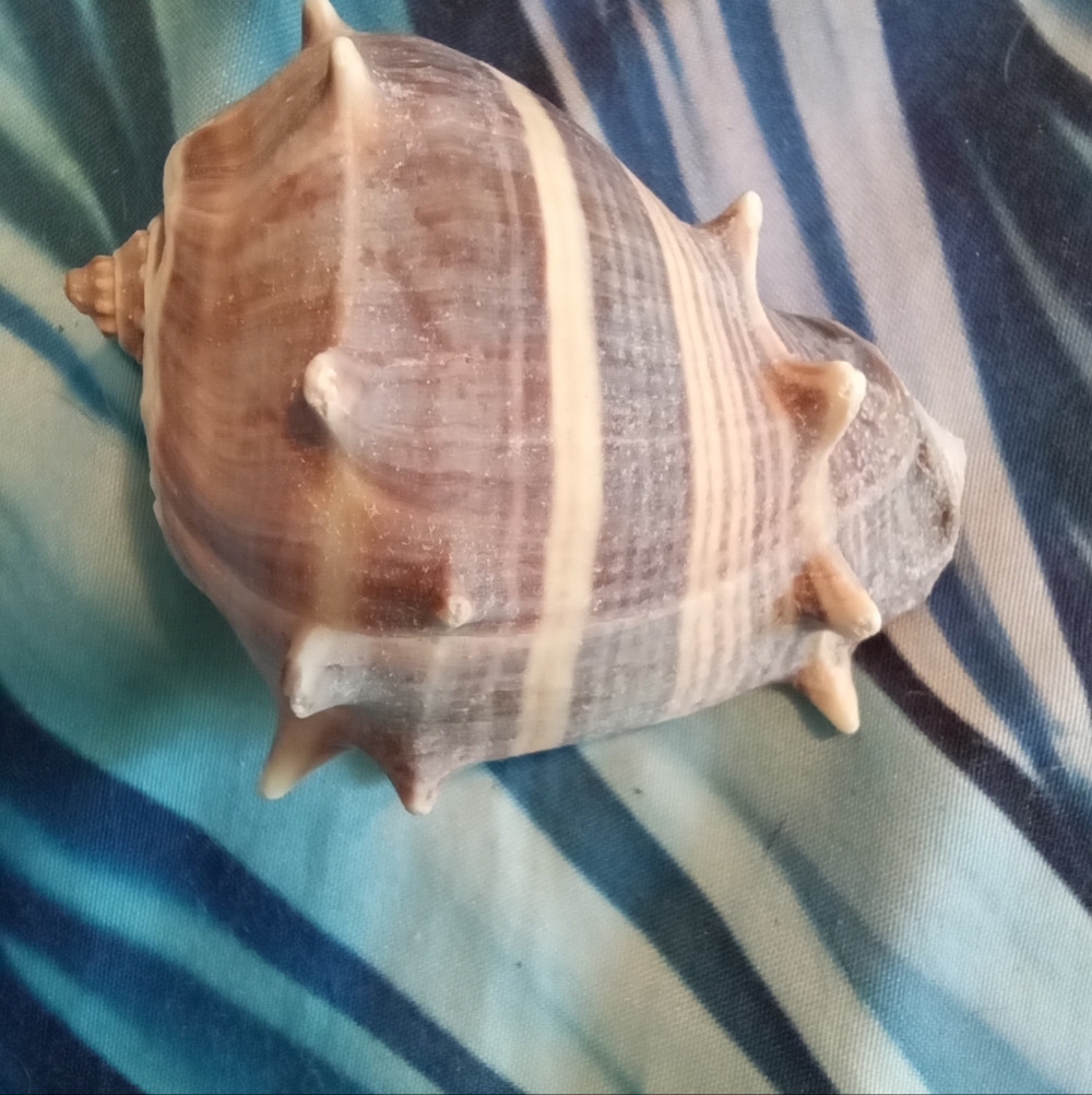 #1511 Florida Crown Conch